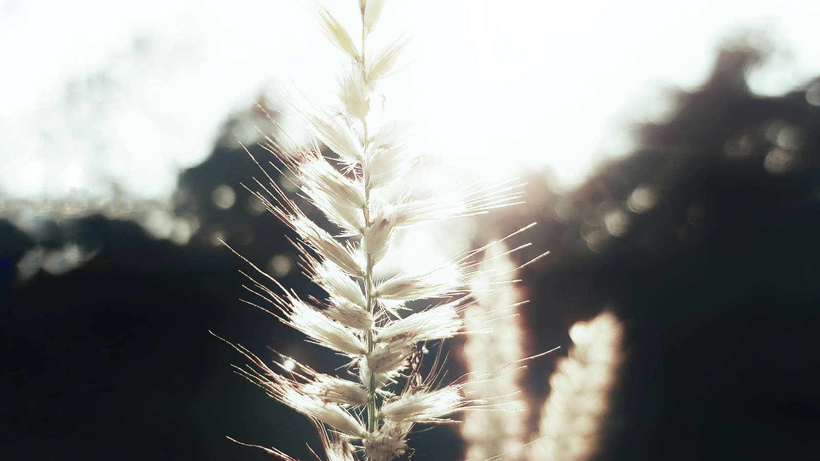 Nature’s Breath（自然の呼吸）
