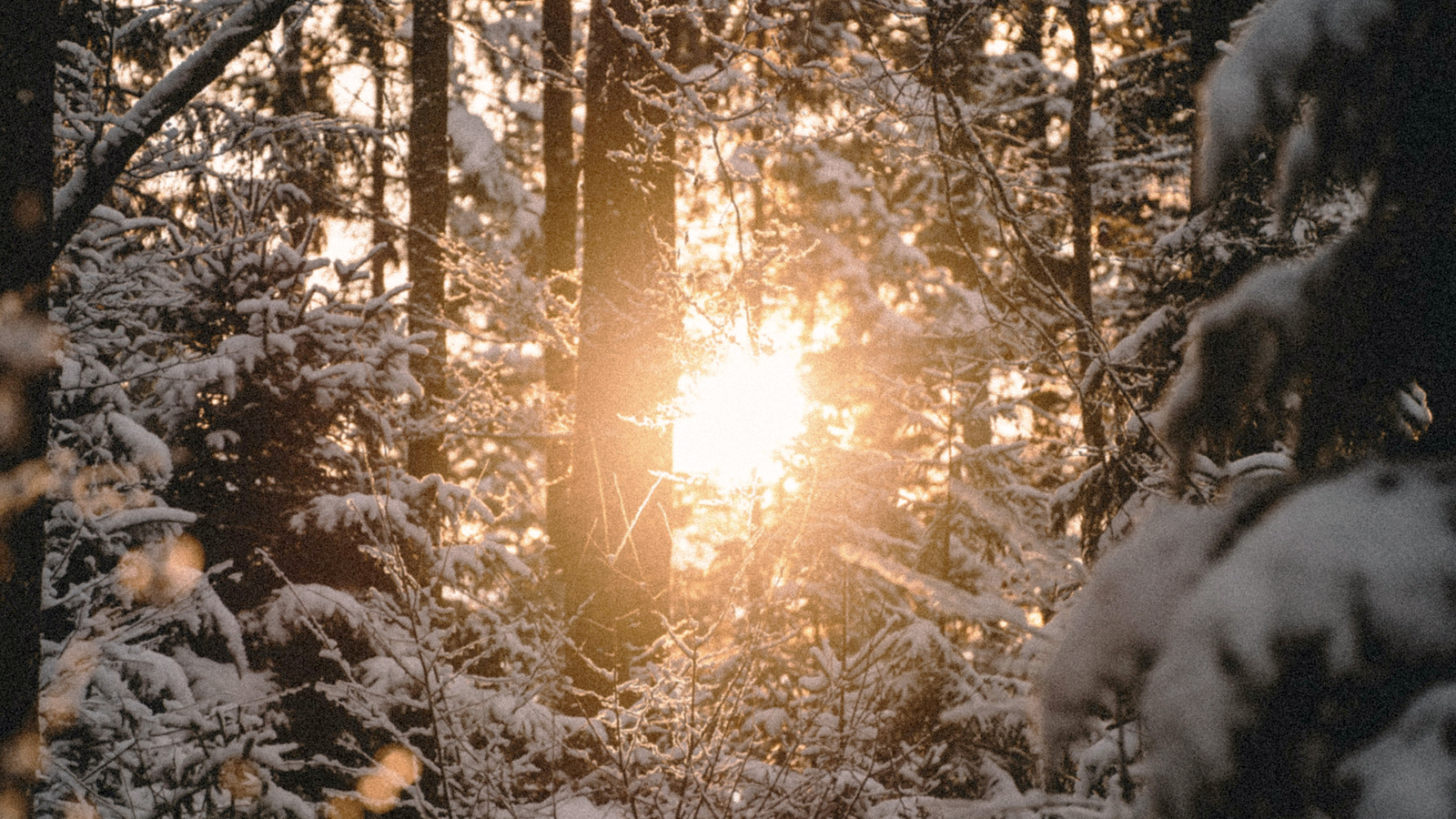 冬の眠気と、柔らかな休息
