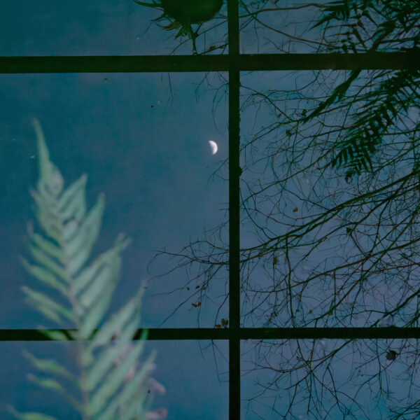 窓に映る月と植物の影が重なり、静かな夜の気配が広がる風景