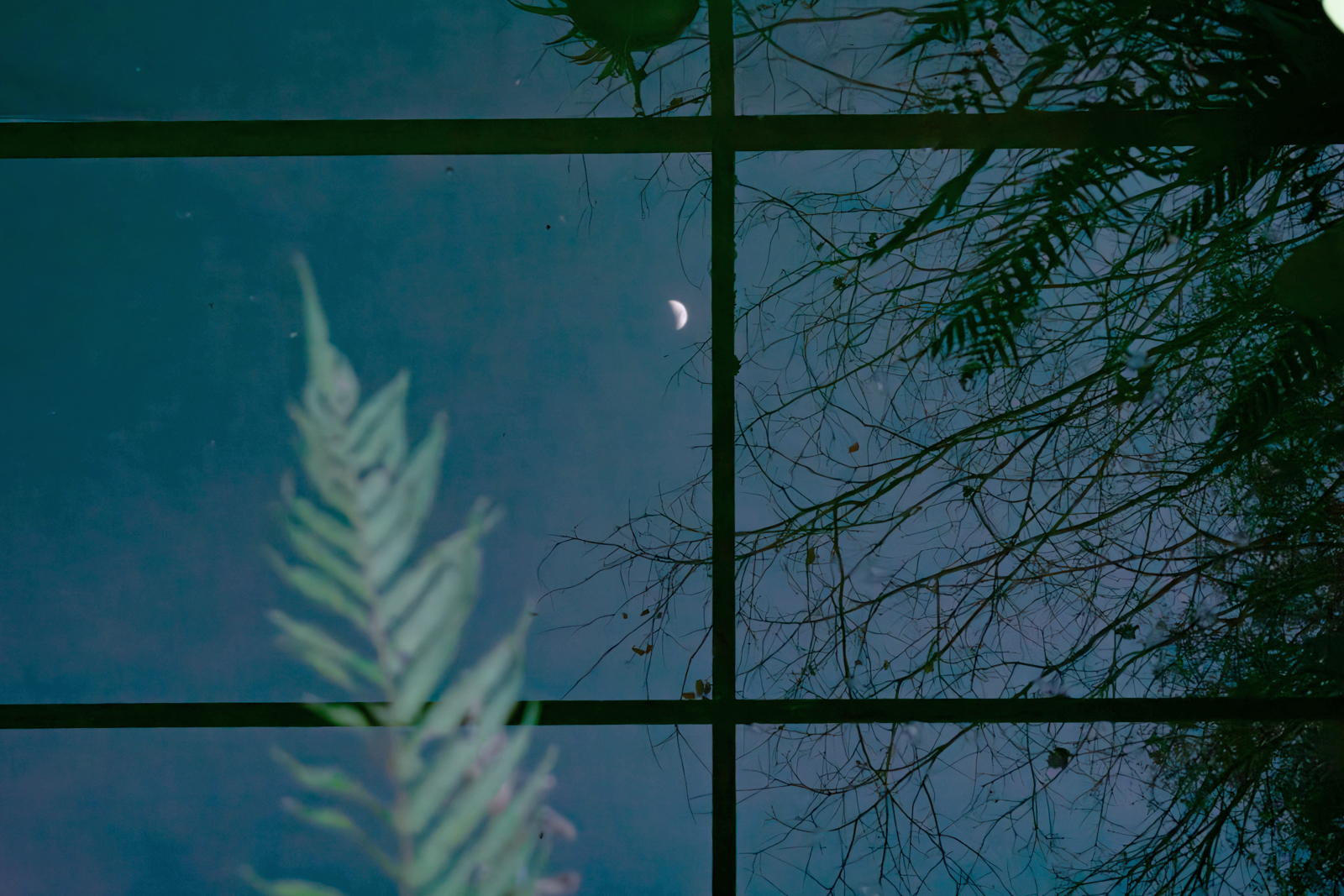 窓に映る月と植物の影が重なり、静かな夜の気配が広がる風景