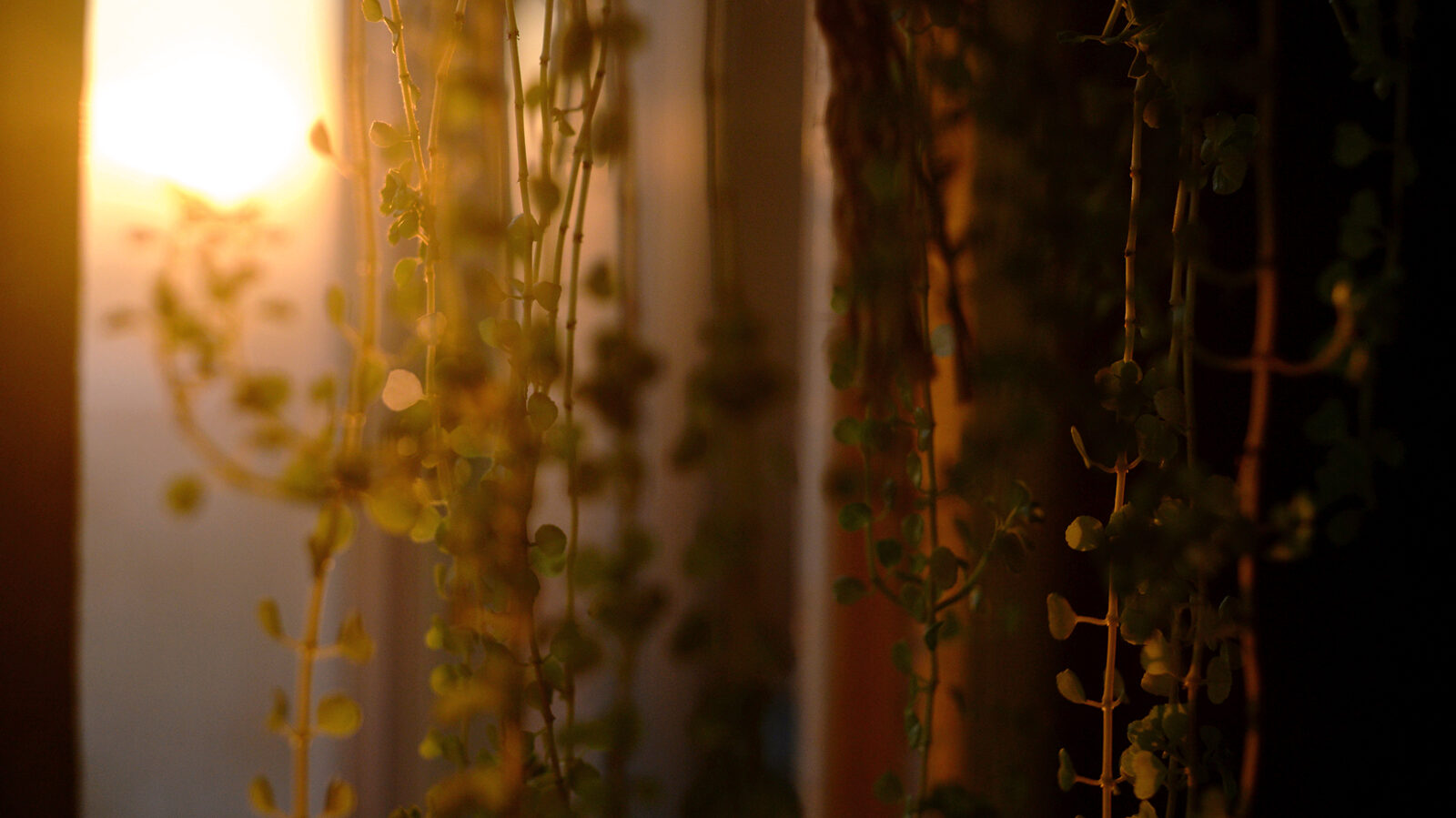 朝の光に照らされた室内の植物の静かな近距離写真
