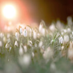 「早春の光に照らされたスノードロップの群生。柔らかな日差しと風に揺れる白い花が、冬の終わりと春の訪れを静かに伝えている。